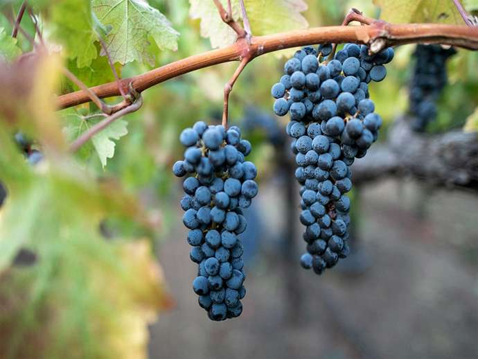 Cabernet Sauvignon